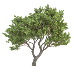 Coastal Sage Tree isolated on transparent background