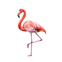 Obraz premium Vibrant pink flamingo standing gracefully on one leg with delicate feathers and elegant neck pose isolated on transparent background