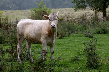 cow domestic bovine young cow out to pasture
