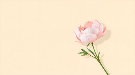 Obraz premium Delicate pink peony flower with green stem on a soft peach background