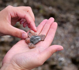 Hand holding beach treasures - A person's hand holds a collection of small, wet stones and a shell found on a pebble beach