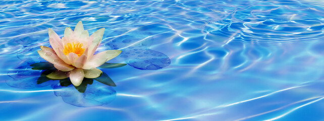 beautiful water lily flower in blue rippled water with sunlight reflections, nature concept with copy space for travel, beauty spa and body care, relaxation wallpaper decor