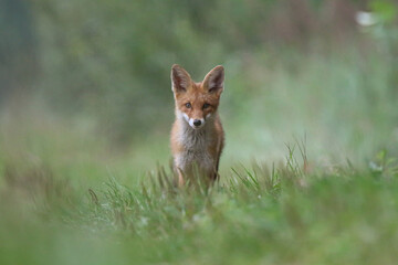 Young red fox standing in green grass with blurred background