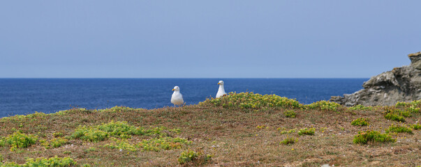 Deux Go&eacute;lands sont install&eacute;s sur la c&ocirc;te &agrave; Belle-&icirc;le-en-Mer dans le Morbihan en France.