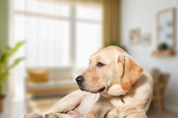 Cute happy smart dog pet sitting at home