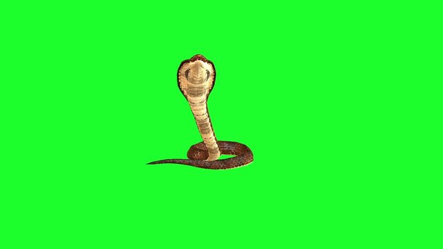 Snake Attacking Idle