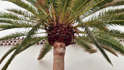 A Beautiful and Stunning Tropical Palm Tree Set Against a Bright White Wall Background