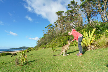 Young kangaroo approaching a woman at a beach in Australia. Woman touches kangaroo