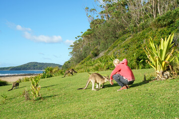 Woman sitting on meadow with a cute little baby kangaroo. Group of kangaroos at a beach in Australia.