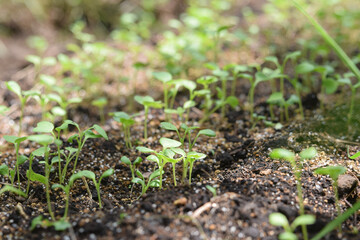 野沢菜の新芽