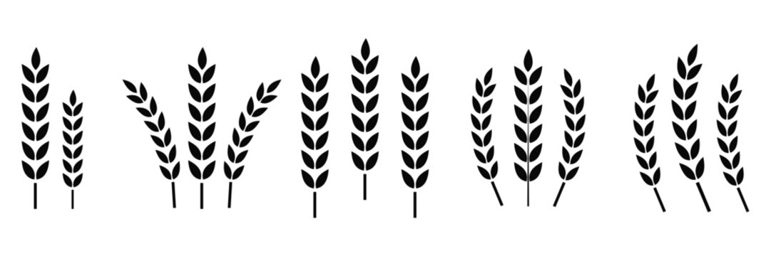 Wheat Ears Icon Set – Grain, Agriculture and Farm Symbol Vector Collection