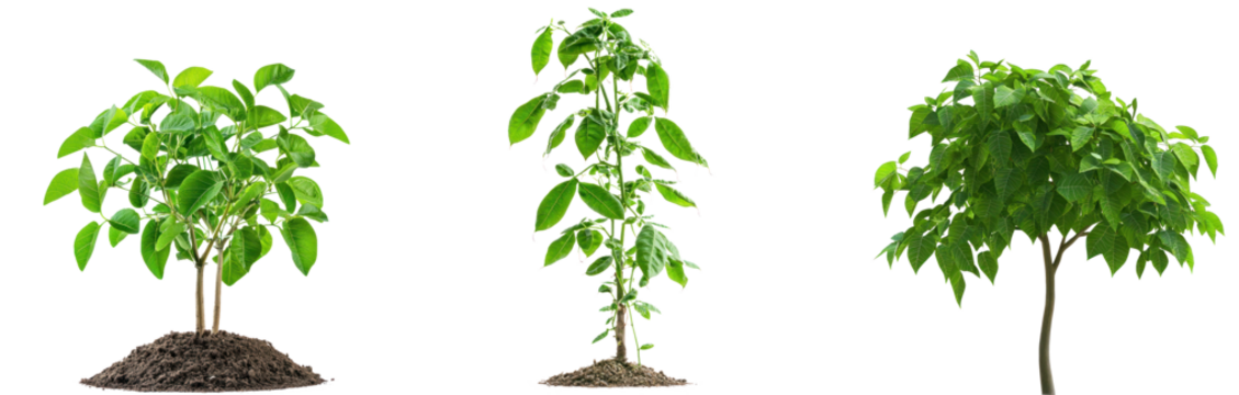 Winged Bean Tree isolated on transparent background