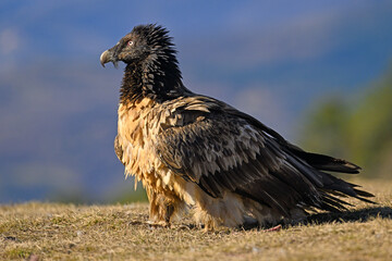 Juvenile Egyptian Vulture in the Pyrenees with dark plumage