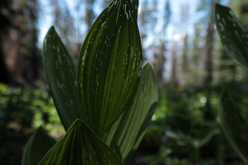 Large dark green leaves of a forest plant on a blurred forest background