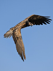 Young Bearded vulture flying over the Pyrenees (Bearded vulture, quebrantahuesos)