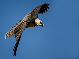 Obraz premium Bone eater in flight: bearded vulture soaring through the sky