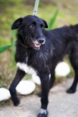 portrait of a black dog shorthaired pointer