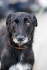 portrait of a black dog, shorthaired pointer