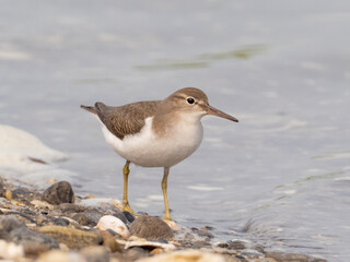 A close up of a Spotted Sandpiper in basic, winter plumage and feeding along the water's edge