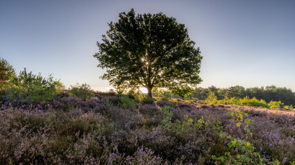 Mehlinger Heide fr&uuml;h am Morgen