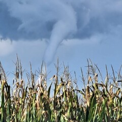 Large tornado forming above cornfield in rural landscape