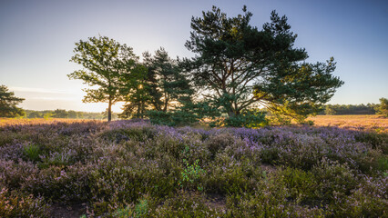 Mehlinger Heide fr&uuml;h am Morgen