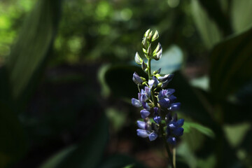 A blooming lilac bud on a dark green background