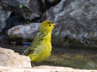 A Yellow Warbler standing in water and with wet feathers from taking a bath