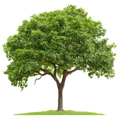 Obraz premium Guazuma (West Indian Elm) Tree isolated on transparent background