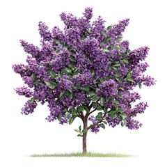 Fototapeta premium Butterfly Bush Tree isolated on transparent background