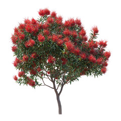 Bottlebrush Tree Tree isolated on transparent background