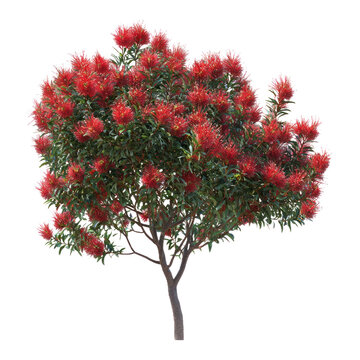Bottlebrush Tree Tree isolated on transparent background