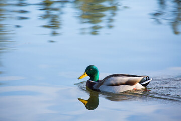 Obraz premium A colorful male mallard duck with reflections in calm, glasslike water 