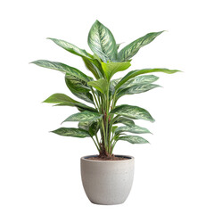 Chinese Evergreen Tree (Aglaonema) isolated on transparent background