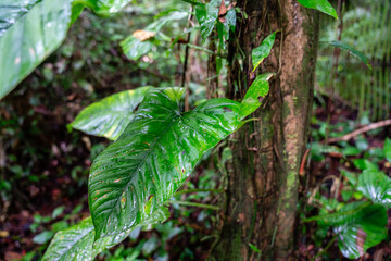 Üppige Pflanzenvielfalt im Amazonas Regenwald Brasilien mit Fokus auf einem großen feuchten Blatt
