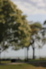 A dreamy view of a silhouette of trees growing in the park on a lovely quiet evening.