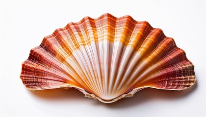 Fototapeta premium beautiful scallop shell with intricate patterns white isolated background