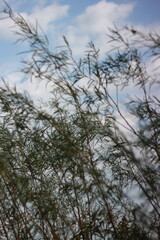 trees in the sky