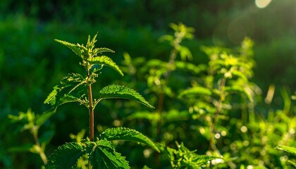 Fototapeta premium Lush green plants in sunlight