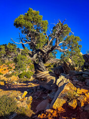 Bighorn Canyon wild scenery at dusk