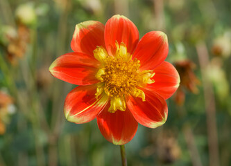 Beautiful close-up of a collerette dahlia