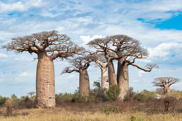 Baobab de Madagascar