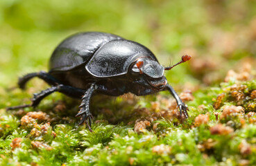 Black beetle crawling in green moss