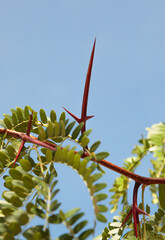 Gleditsia Triacanthos Thorn