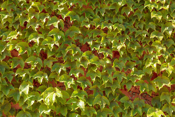 Green leaves of Creeping Plant in Spring
