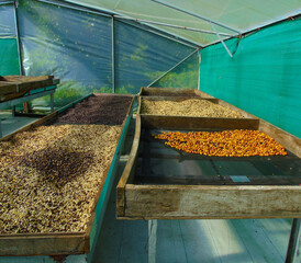 Cosecha de Café, producción artesanal de café, finca cafetal en provincia de Chiriquí, Panamá