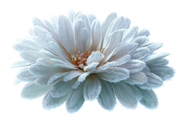 Close-up of a frosted white flower