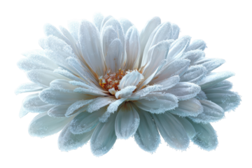 Close-up of a frosted white flower