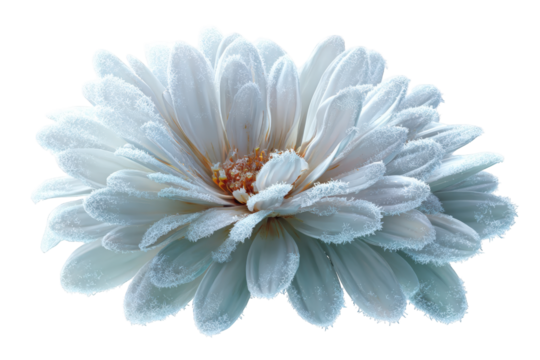 Close-up of a frosted white flower