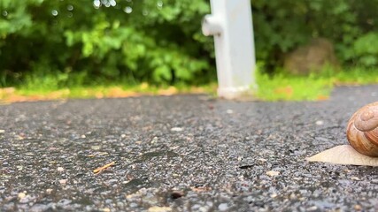 Snail crawling on wet asphalt. Speed-up video of snail moving on asphalt road. Beautiful snail crawling after rain, time-lapse 4K video